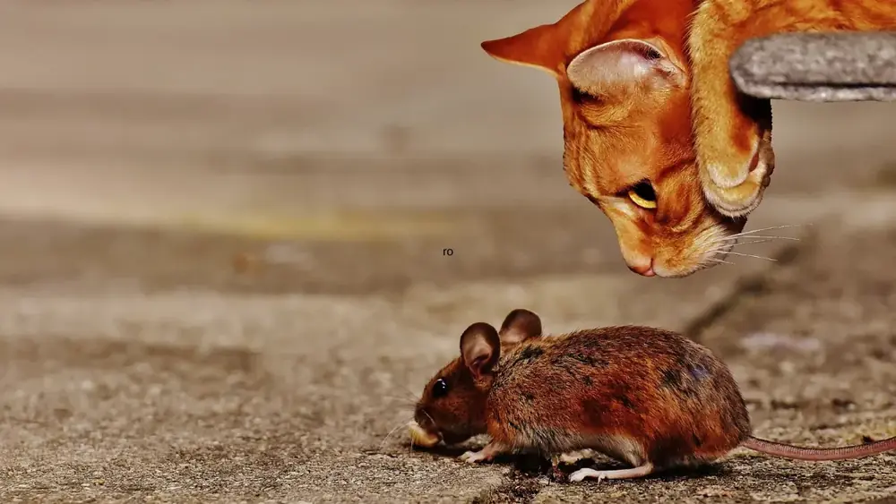 Sonhar com Gato e Rato na Boca
